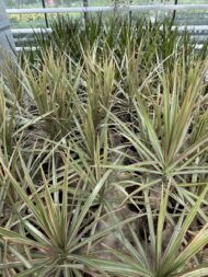 Драцена Маргината Биколор "Marginata Bicolor" d12 — изображение 3