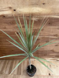 Драцена Маргината Биколор "Marginata Bicolor" d12 — изображение 2