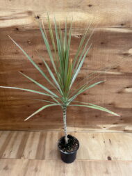 Драцена Маргината Биколор "Marginata Bicolor" d12
