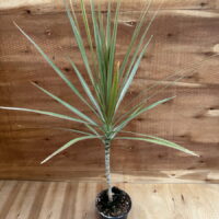 Драцена Маргината Биколор "Marginata Bicolor" d12