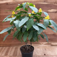 Пахистахис "Pachystachys" d19