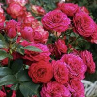 Роза флорибунда Домэн дэ Сэн Жан де Борегар 3-5л