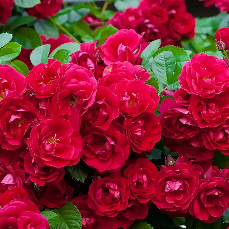 Роза почвопокровная Фейри Данс Роза почвопокровная Фейри Данс "Fairy Dance" 3-5л — изображение 1