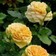 Роза шраб Голден Зест "Golden Zest" 3-5л