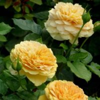 Роза шраб Голден Зест "Golden Zest" 3-5л