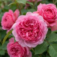 Роза шраб Принцесса Александра оф Кент "Princess Alexandra of Kent" 3-5л