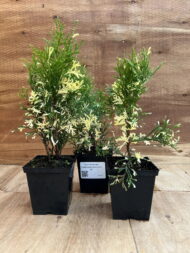 Туя западная Смарагд Вариегата "Smaragd Variegata"р9 — изображение 2