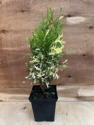 Туя западная Смарагд Вариегата "Smaragd Variegata"р9