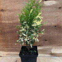 Туя западная Смарагд Вариегата "Smaragd Variegata"р9
