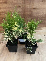 Туя западная Смарагд Вариегата "Smaragd Variegata"р9 — изображение 3